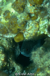 little damselfish by Erdal Altın 